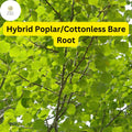 Live Hybrid Poplar Tree, Fast-Growing Shade, Cottonless (2-3 Feet)