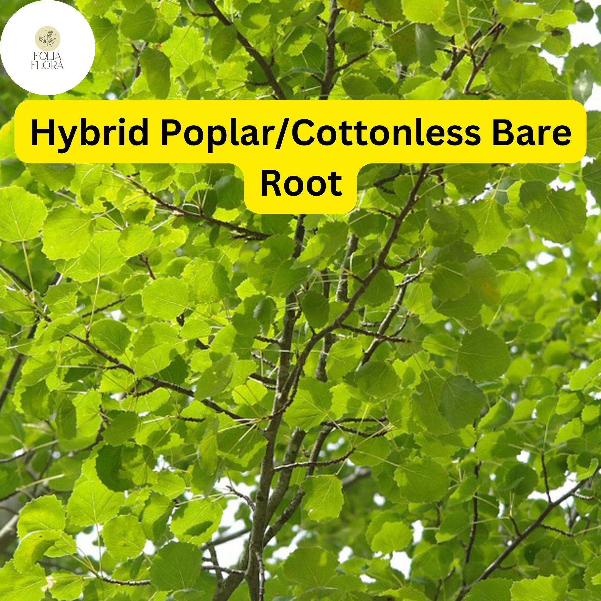 Live Hybrid Poplar Tree, Fast-Growing Shade, Cottonless (2-3 Feet)