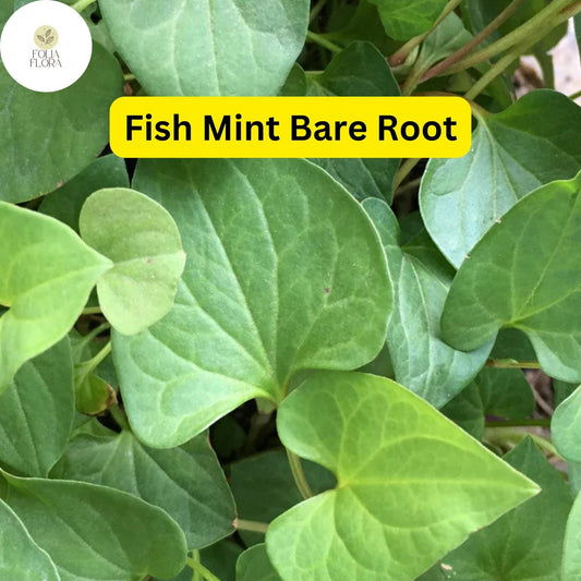 10 Live Fish Mint Plants, Houttuynia cordata, Bare Root Asian Herb, Perennial Ground Cover