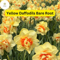 20 Live Perennial Bare Root Plants Yellow Daffodils, Narcissus Bulbs, Bright Spring Flowers