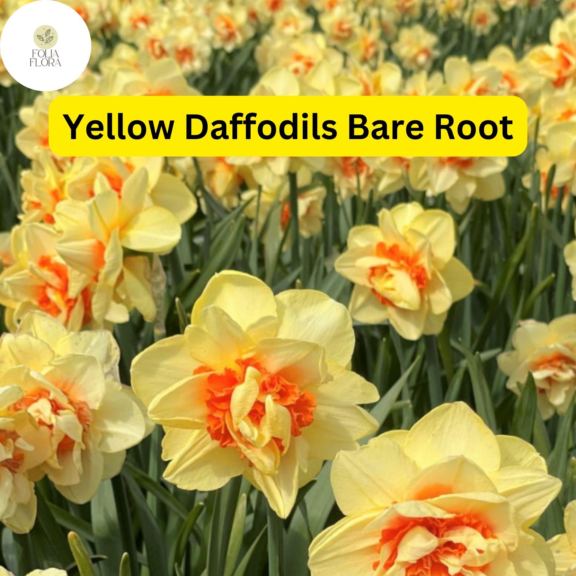 20 Live Perennial Bare Root Plants Yellow Daffodils, Narcissus Bulbs, Bright Spring Flowers
