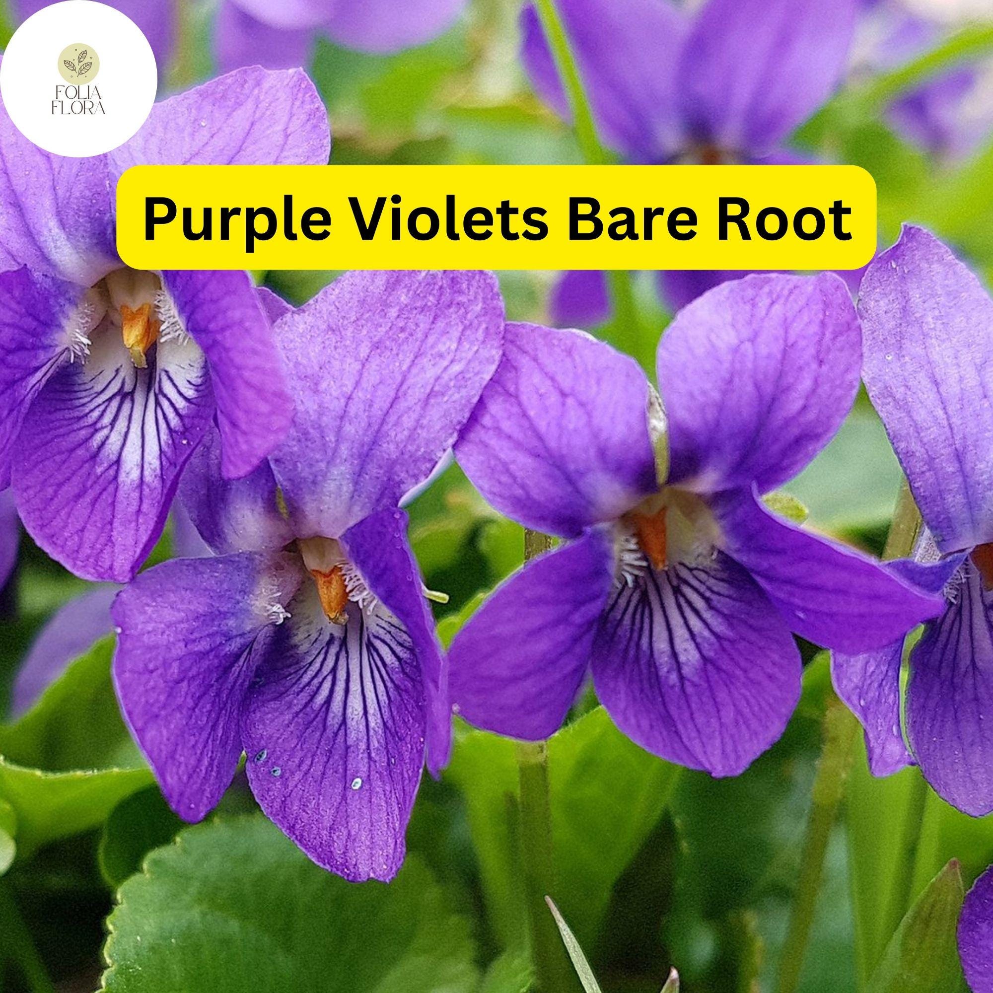 25 Purple Violets, Live Starter Plants Bulbs, Perennial Bare Root, Flower Garden Blooms