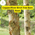 Live Copper River Birch Tree, Ornamental Shade Tree (2-3 Ft Tall)