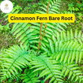 Cinnamon Fern Bare Root Plants, Hardy Perennial, Shade Garden (3 Small)