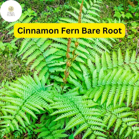 Cinnamon Fern Bare Root Plants, Hardy Perennial, Shade Garden (3 Small)