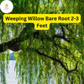 1 Weeping Willow Tree, Live Bare Root Plant, 2-3 Feet Tall, Fast-Growing Ornamental