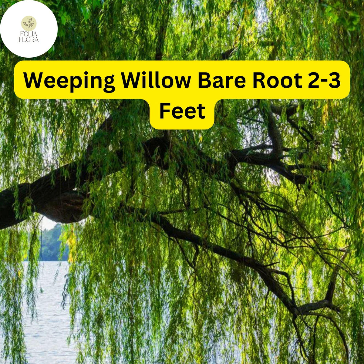 1 Weeping Willow Tree, Live Bare Root Plant, 2-3 Feet Tall, Fast-Growing Ornamental