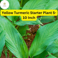 1 Yellow Turmeric Live Plant, Curcuma longa, 5-10 Inch Flowering Ginger Root