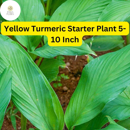 1 Yellow Turmeric Live Plant, Curcuma longa, 5-10 Inch Flowering Ginger Root