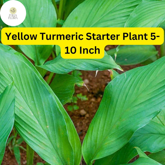1 Yellow Turmeric Live Plant, Curcuma longa, 5-10 Inch Flowering Ginger Root