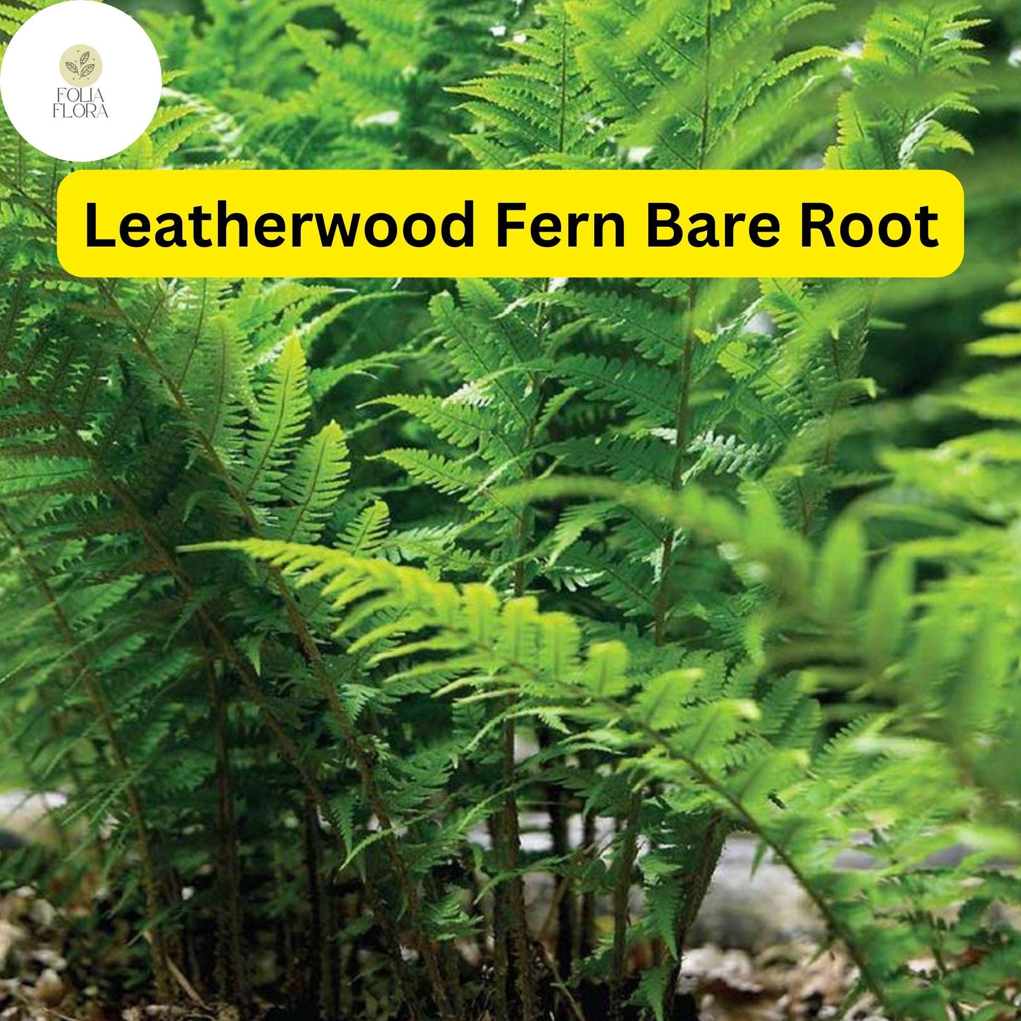 3 Leatherwood Fern Bare Root Plants, Native Woodland Ferns