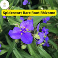 25 Spiderwort Plants (Tradescantia), Bare Root Rhizomes, Perennial with Purple Flowers