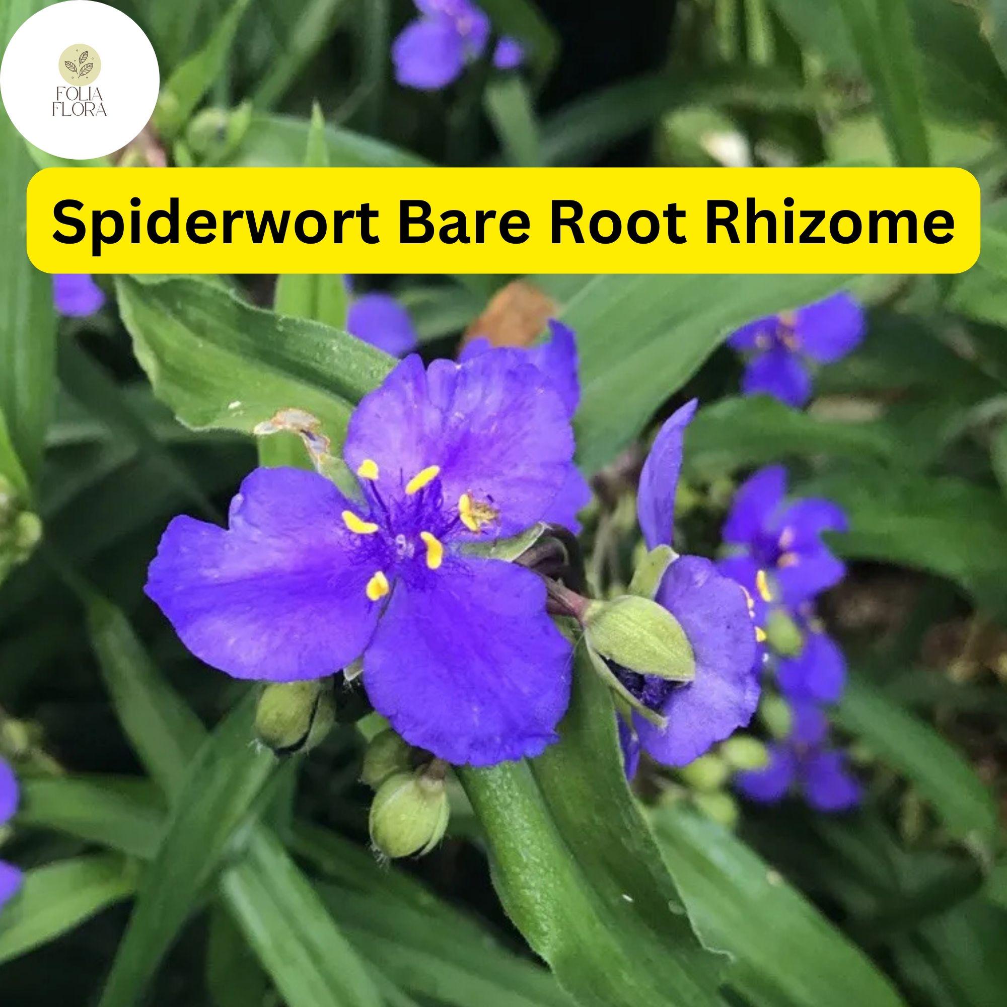 25 Spiderwort Plants (Tradescantia), Bare Root Rhizomes, Perennial with Purple Flowers