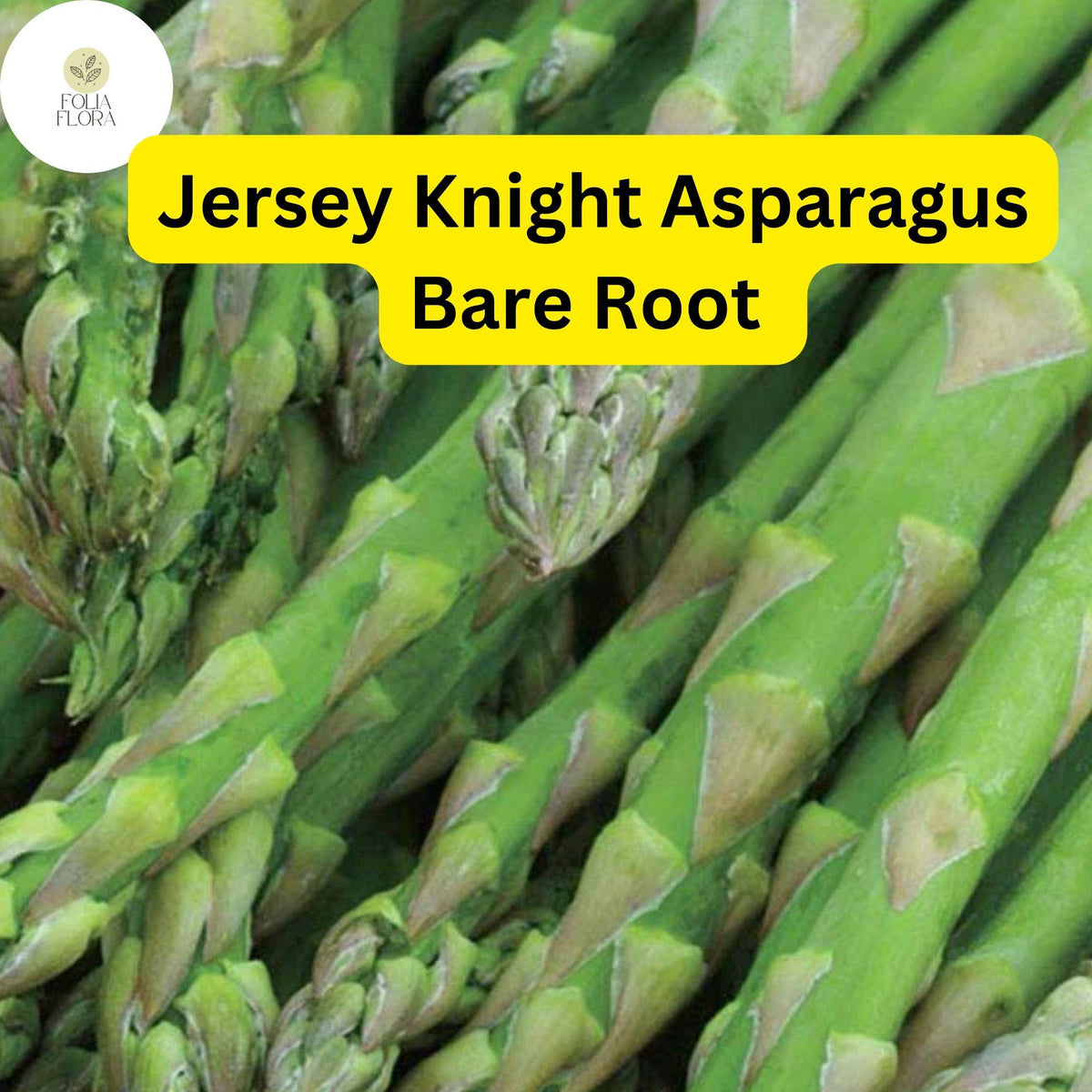 10 Green Jersey Knight Live Asparagus Bare Root - 2yr Crowns, High-Yield Perennial