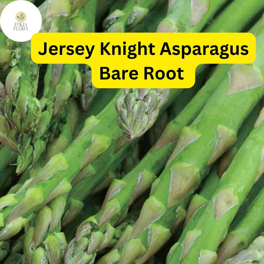 10 Green Jersey Knight Live Asparagus Bare Root - 2yr Crowns, High-Yield Perennial