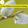10 Fresh Pussy Willow Unrooted Cuttings - Easy to Root Salix Discolor