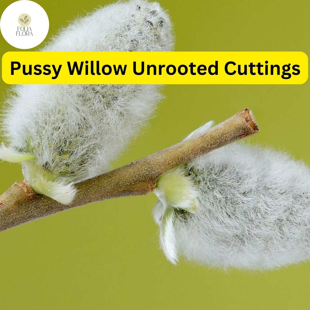 10 Fresh Pussy Willow Unrooted Cuttings - Easy to Root Salix Discolor