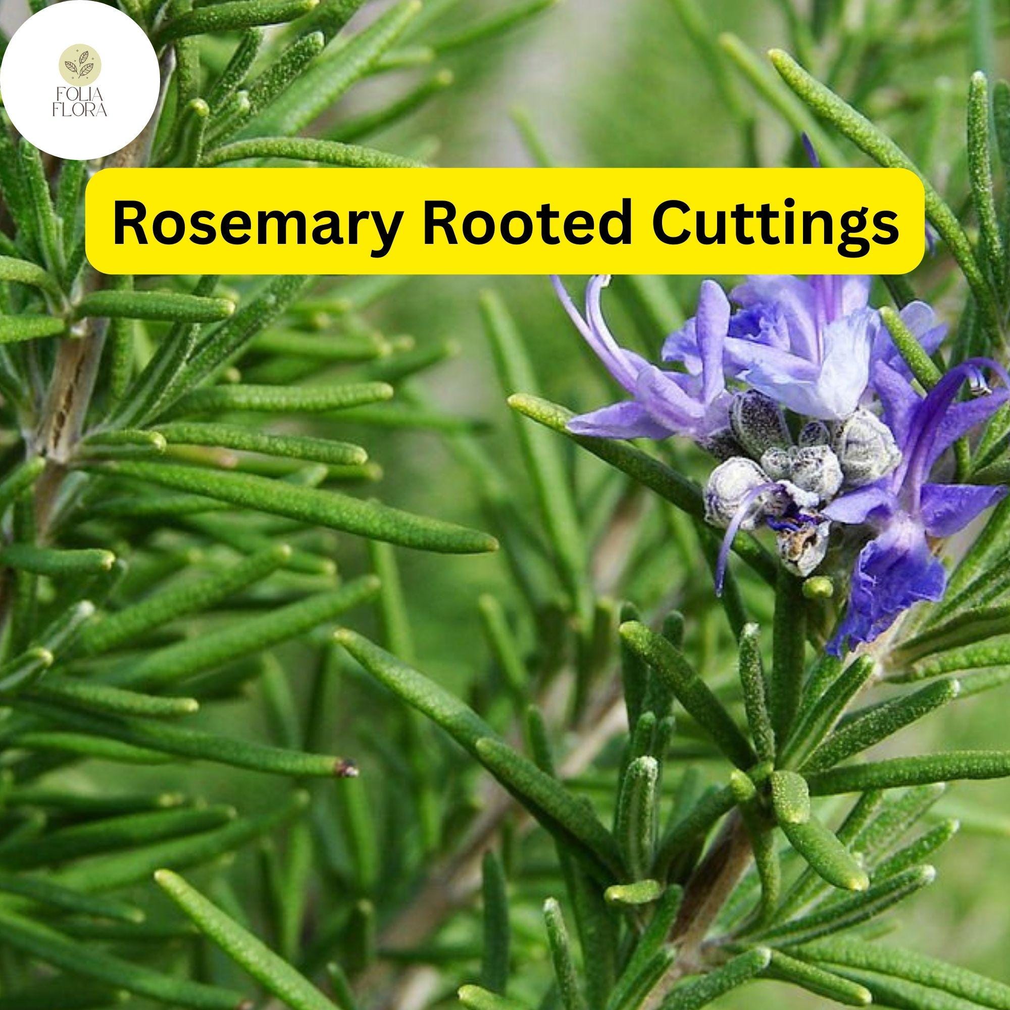 Lot of 2 Rosemary Cuttings - Live Plants, 5-8â€ Rooted Bare Root