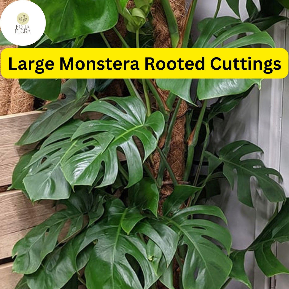 1 Large Monstera Deliciosa Rooted Cutting - Tropical Live Plant