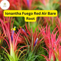 5 Bare Root Ionantha Fuego Red Air Plants, Low Maintenance, Exotic Variety, Tillandsia
