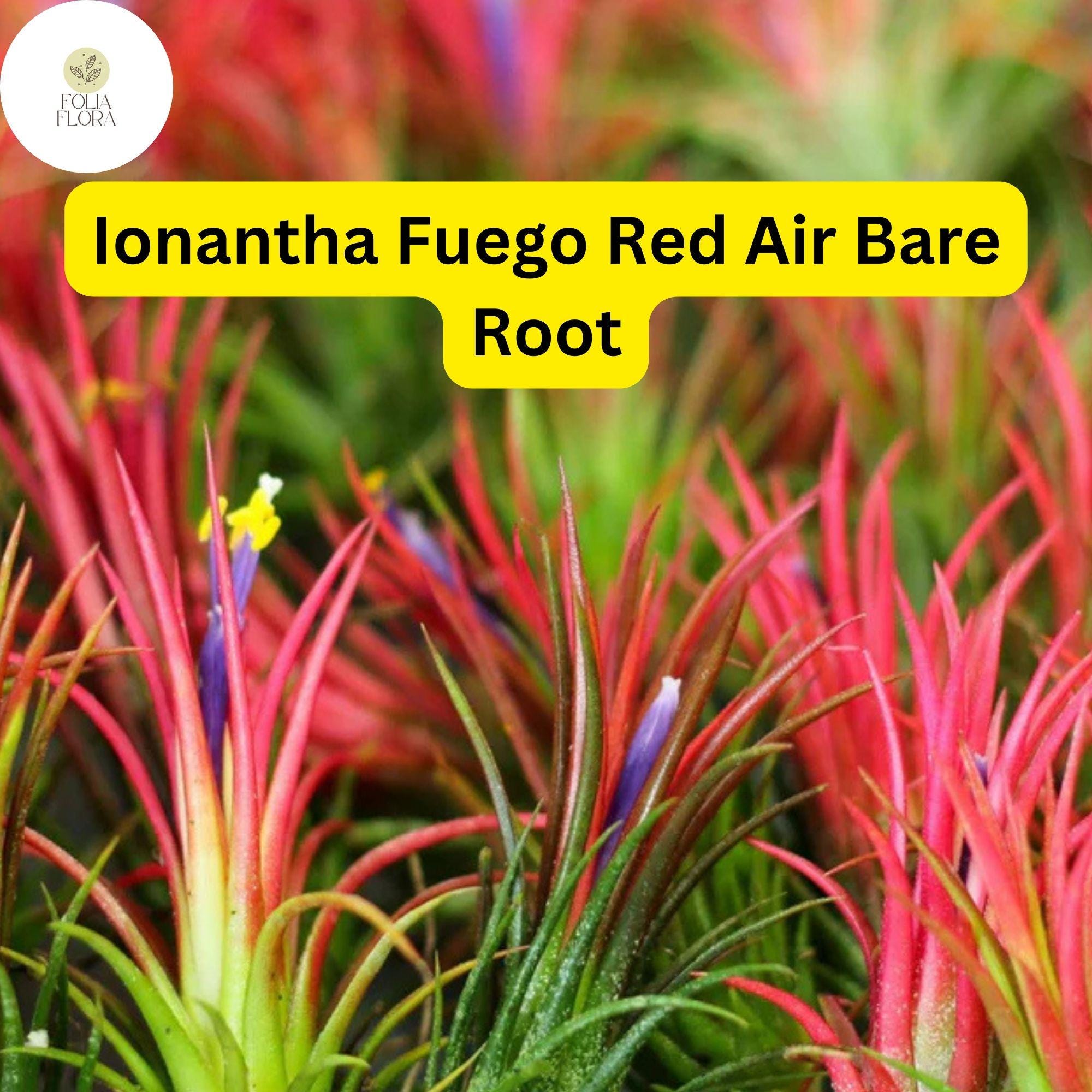 5 Bare Root Ionantha Fuego Red Air Plants, Low Maintenance, Exotic Variety, Tillandsia
