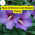 2 Rose of Sharon Hibiscus Organic Live Plant with Roots - Transplant Starter Bush