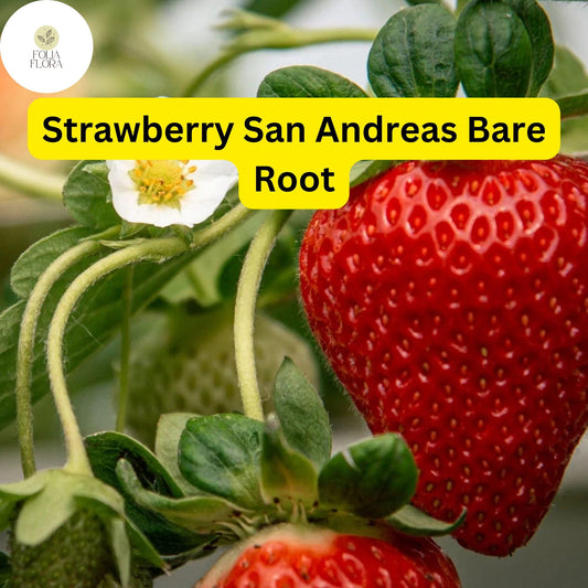 Bare Root Everbearing Strawberry Plants Pack of 10 San Andreas Fragaria x ananassa Zones 4-9