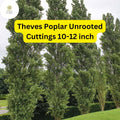 10 Unrooted Cuttings Theves Poplar (Populus nigra â€˜Afghanicaâ€™) - Easy-to-Root 10-12 Inch
