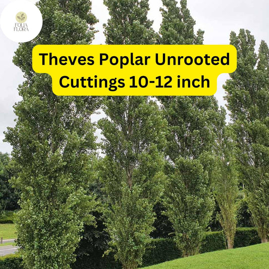 10 Unrooted Cuttings Theves Poplar (Populus nigra â€˜Afghanicaâ€™) - Easy-to-Root 10-12 Inch