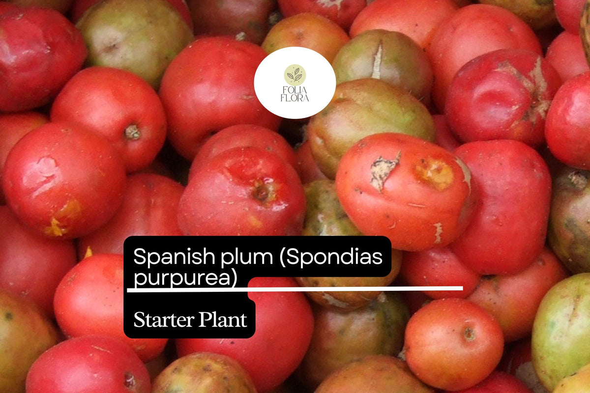 1 Starter Plant Spanish Plum Tree (Spondias purpurea) Live Tropical Fruit Tree 3'-4'