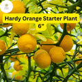 Hardy Orange Tree â€“ 6â€ Poncirus trifoliata Seedling, Cold-Hardy Citrus