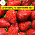 Honeoye Strawberry Plants - 12 Bare Root, Sweet & Juicy