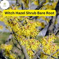 Fragrant Witch Hazel Shrub â€“ Yellow Ribbon Blooms, Zones 3-8