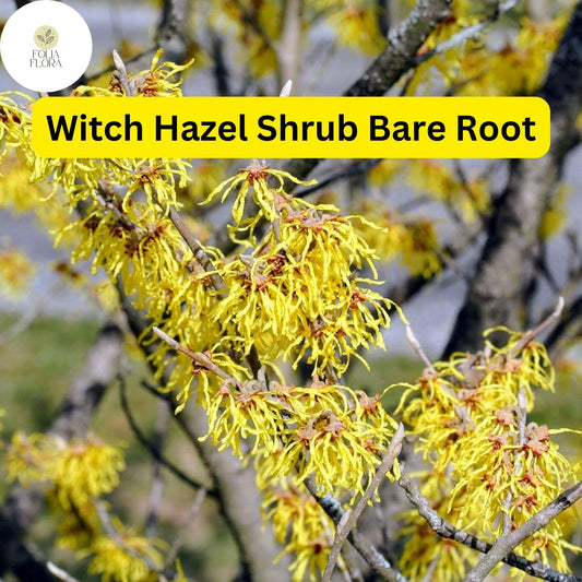 Fragrant Witch Hazel Shrub â€“ Yellow Ribbon Blooms, Zones 3-8