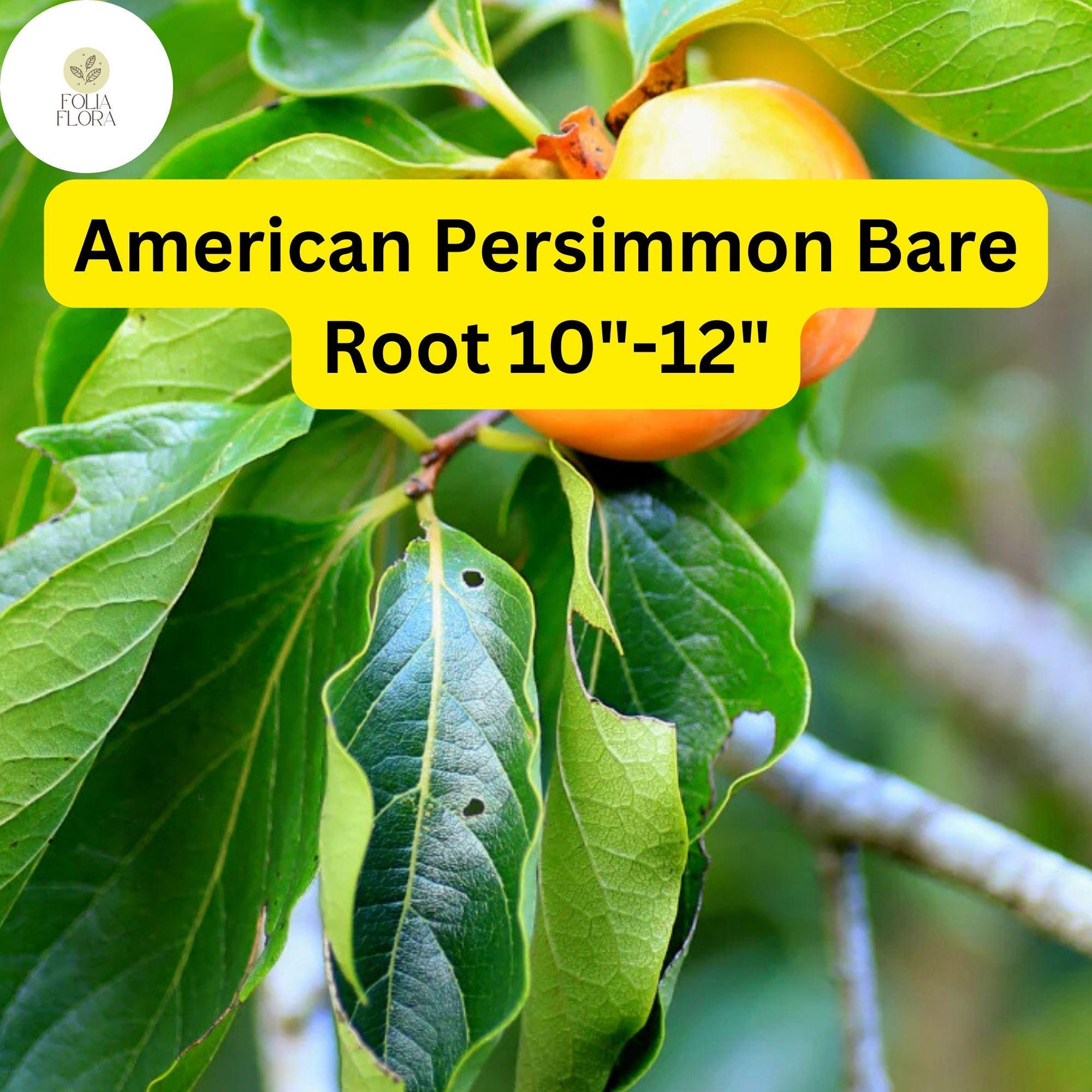 2 Diospyros virginiana American Persimmon Tree - 10"-12" Bare Root Plants for Zones 4-9