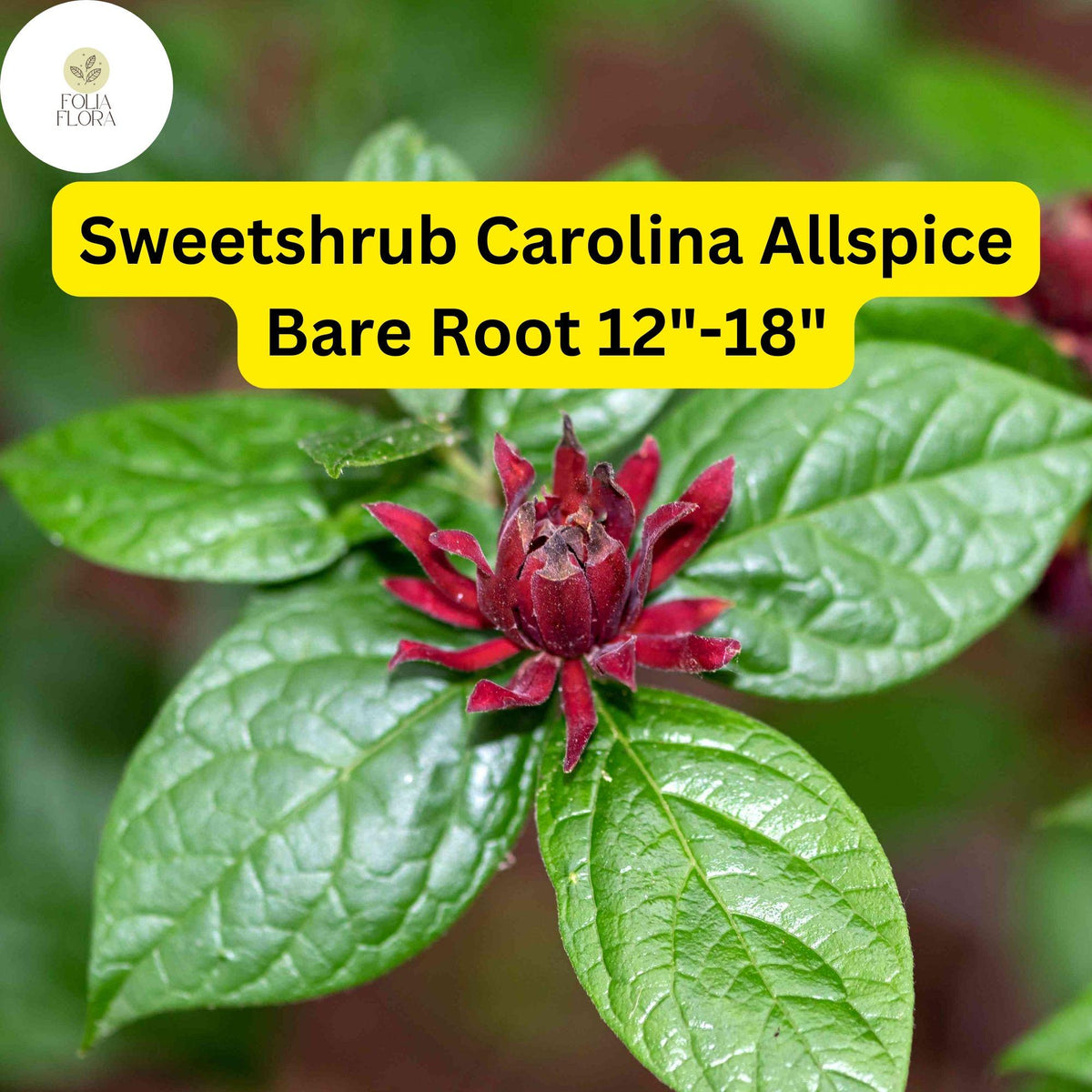 1 Sweetshrub (Calycanthus floridus) â€“ Carolina Allspice Live Bare Root Plant 12"-18"