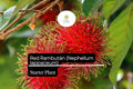 1 Starter Plant Red Rambutan (Nephelium lappaceum) â€“ Exotic Live Fruit Tree 12â€³-24â€³ Vibrant