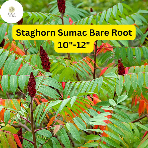 1 Staghorn Sumac Tree (Rhus typhina) â€“ Live Bare Root Plant 10"-12"