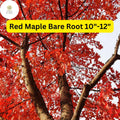 Red Maple Tree (Acer rubrum) 2-Pack Live Bare Root Plants 10"-12"