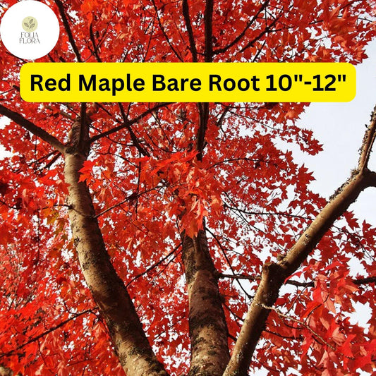 Red Maple Tree (Acer rubrum) 2-Pack Live Bare Root Plants 10"-12"