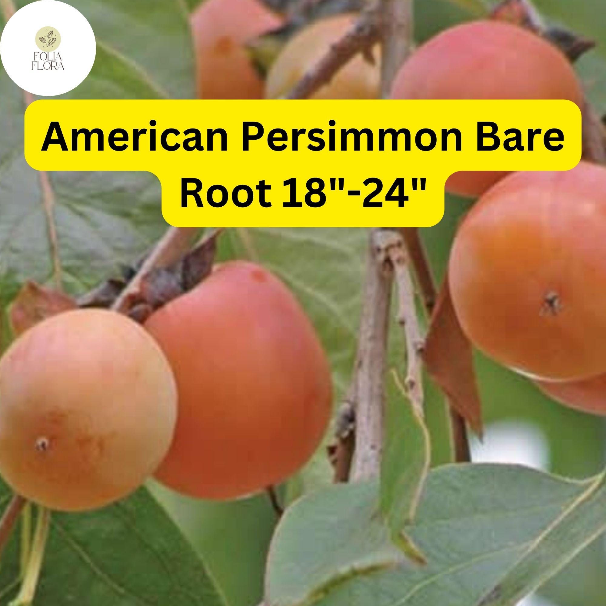 American Persimmon Tree â€“ Live Bare Root Plant, Edible Fruit