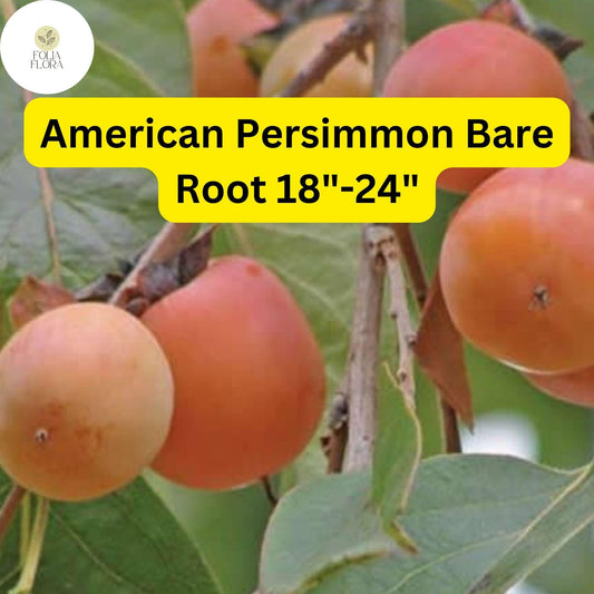 American Persimmon Tree â€“ Live Bare Root Plant, Edible Fruit