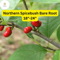 Northern Spicebush (Lindera benzoin) â€“ Live Bare Root Shrub, Zones 4-9