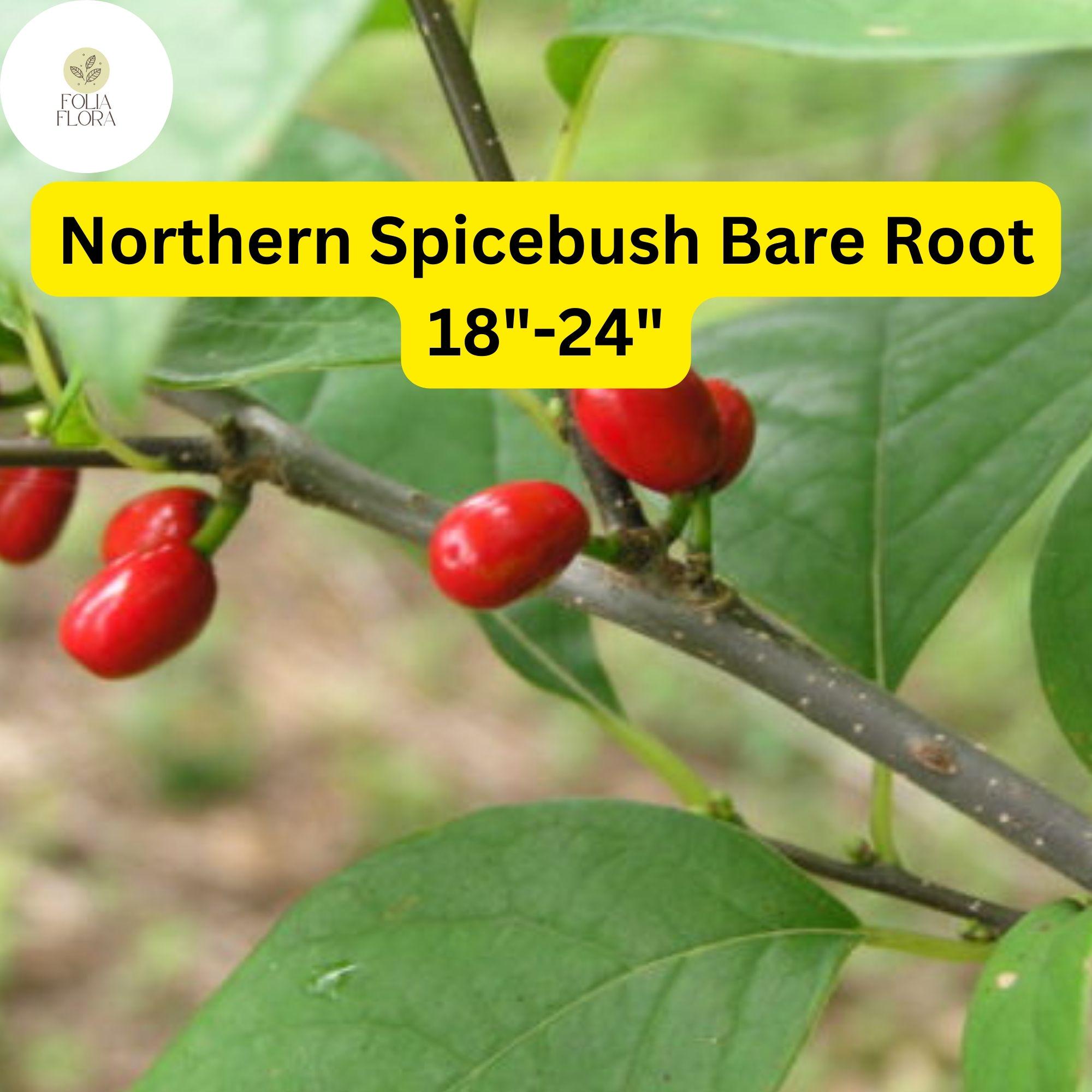 Northern Spicebush (Lindera benzoin) â€“ Live Bare Root Shrub, Zones 4-9