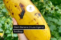 1 Seedling Largest Giant Banana Live Fruit Plant (Musa ingens)