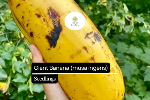 1 Seedling Largest Giant Banana Live Fruit Plant (Musa ingens)