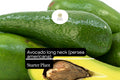 1 Starter Plant Avocado Long Neck (Persea americana) Tropical Big Fruit Tree 2â€²-3â€²