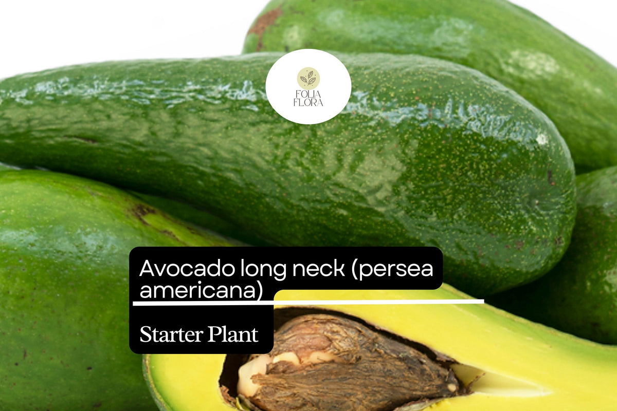 1 Starter Plant Avocado Long Neck (Persea americana) Tropical Big Fruit Tree 2â€²-3â€²