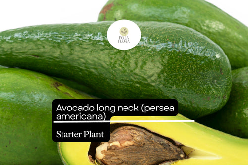 1 Starter Plant Avocado Long Neck (Persea americana) Tropical Big Fruit Tree 2â€²-3â€²