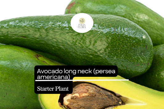 1 Starter Plant Avocado Long Neck (Persea americana) Tropical Big Fruit Tree 2â€²-3â€²